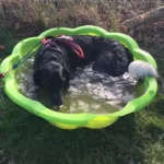 dill-in-paddling-pool